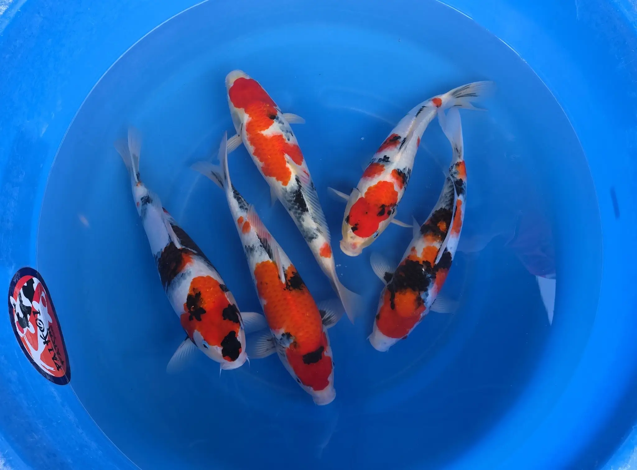 high quality showa at pai koi farm